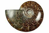 Polished Ammonite (Cleoniceras) Fossil - Madagascar #348480-1